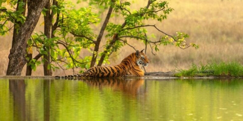 From Jaipur: Same Day Ranthambore Excursion - Itinerary Details