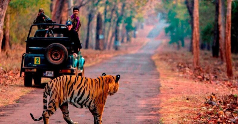 From Jaipur: Same Day Ranthambore Excursion - Inclusions