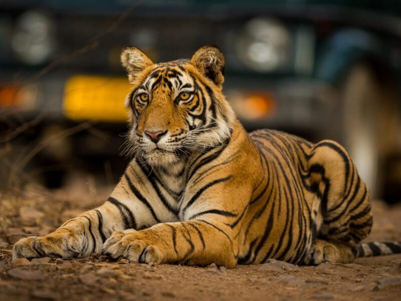From Jaipur: Same Day Ranthambore Tiger Safari Tour - Key Points