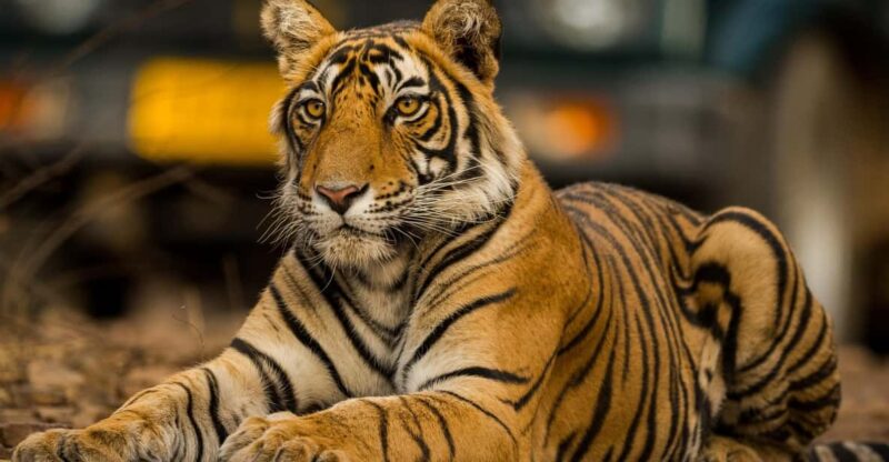From Jaipur: Same Day Ranthambore Tiger Safari Tour - Tour Overview