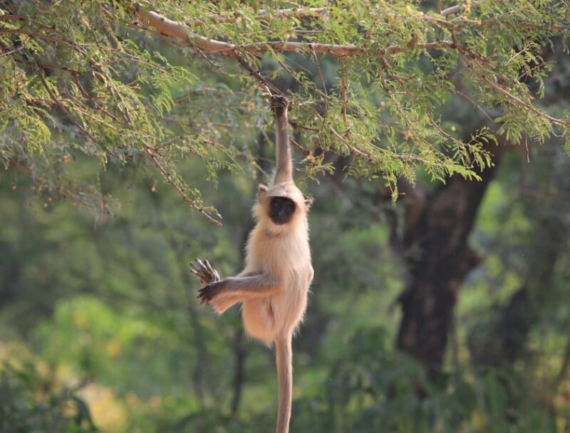 From Jaipur: Same Day Ranthambore Tiger Safari Tour - Experience Highlights