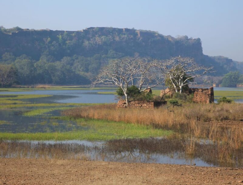 From Jaipur: Same Day Ranthambore Tiger Safari Tour - Inclusions