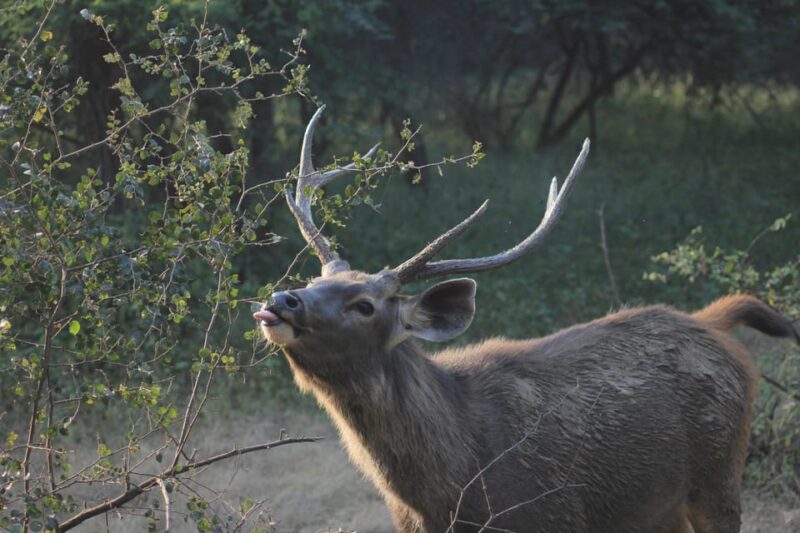 From Jaipur: Same Day Ranthambore Tiger Safari Tour - Important Information