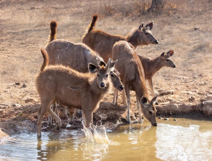 From Jaipur: Same Day Ranthambore Tiger Safari Tour - Cancellation and Refund Policy