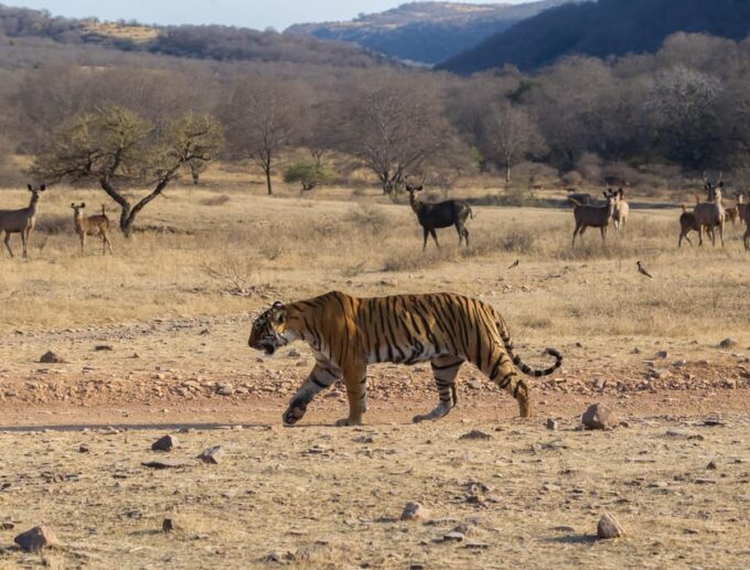 From Jaipur: Same Day Ranthambore Tiger Safari Tour - Booking and Payment