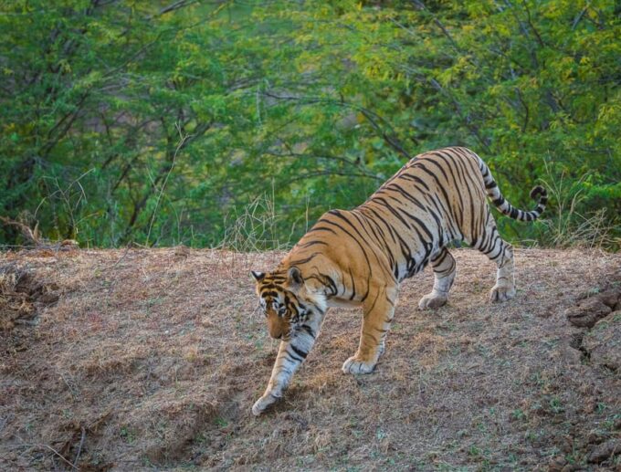 From Jaipur: Same Day Ranthambore Tiger Safari Tour - Frequently Asked Questions