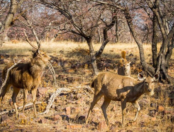 From Jaipur: Same Day Ranthambore Tiger Safari Tour - Recap