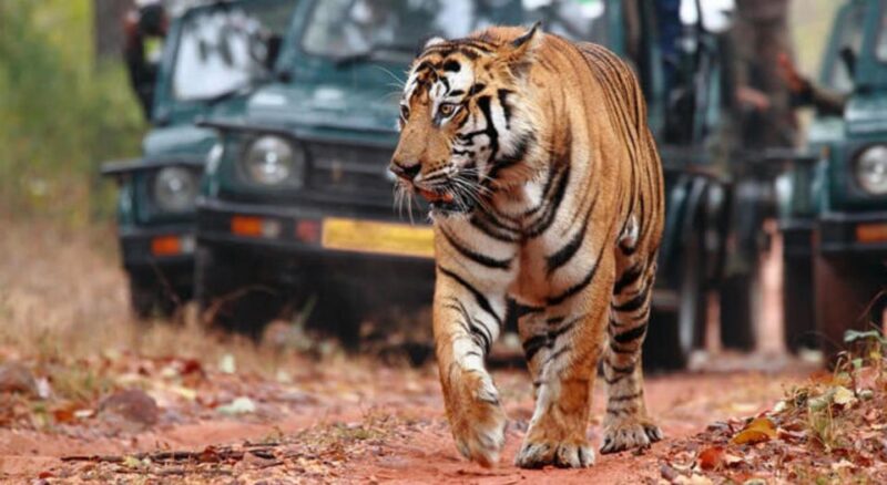 From Jaipur: Tiger Safari in Ranthambore National Park - Key Points