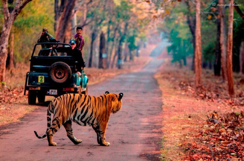 From Jaipur: Tiger Safari in Ranthambore National Park - Transportation and Pickup