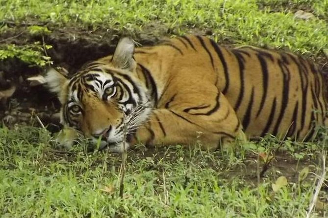 From Jaipur - Wildlife With Taj Mahal Agra & Delhi Drop off 4 Day - Additional Information