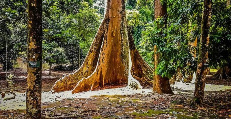 From Jakarta : Botanical Garden, Waterfalls, Natural Views - Transportation and Logistics