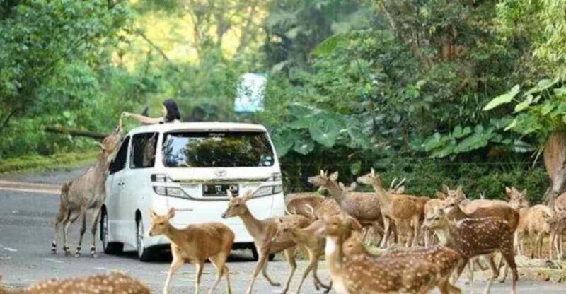 From Jakarta: Explore Safari Park,Waterfall & Tea Plantation - Key Points