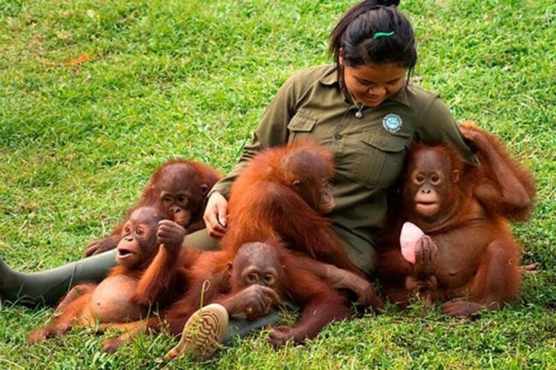 From Jakarta: Explore Safari Park,Waterfall & Tea Plantation - Pricing and Booking