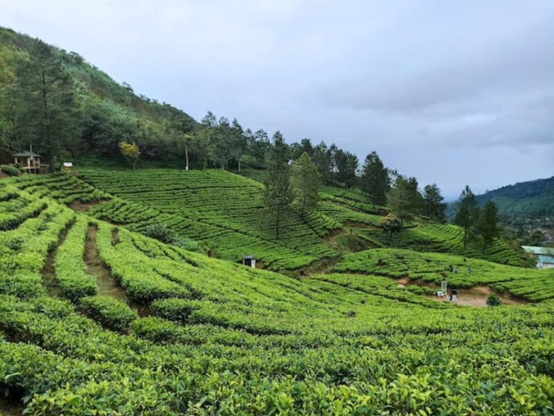 From Jakarta: Explore Safari Park,Waterfall & Tea Plantation - Curug Jaksa Waterfall