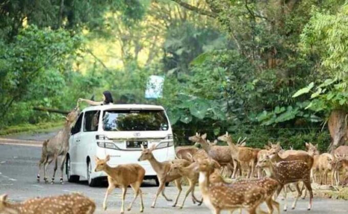 From Jakarta: Explore Safari Park,Waterfall & Tea Plantation - Frequently Asked Questions