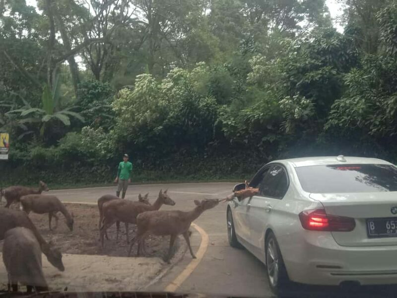 From Jakarta: Private Taman Safari Day Tour - Unpacking the Experience: What to Expect