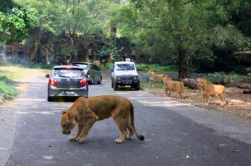 From Jakarta: Private Taman Safari Day Tour - Who Will Love This Tour?