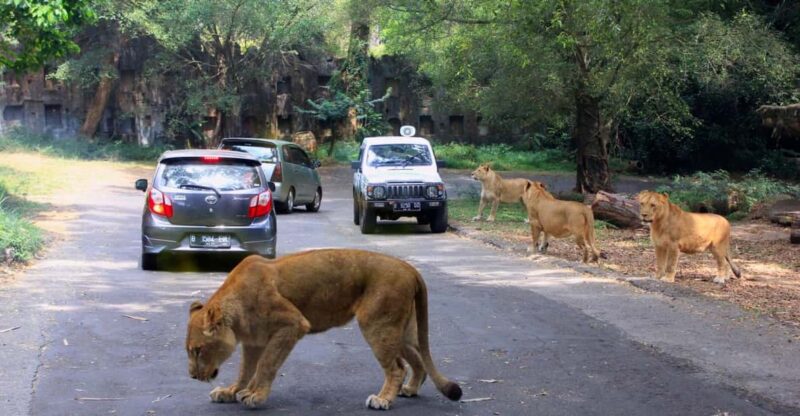 From Jakarta Private Taman Safari Day Tour - Itinerary