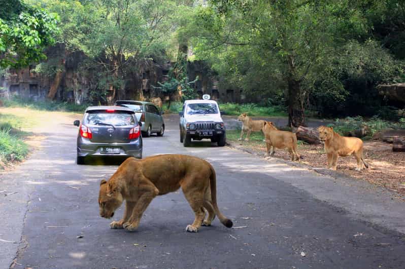 From Jakarta Private Taman Safari Day Tour - Wildlife Experience