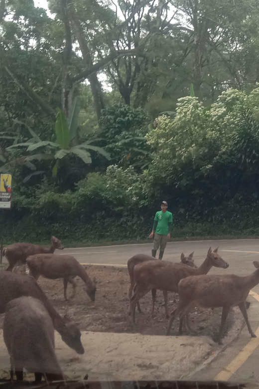 From Jakarta Private Taman Safari Day Tour - Accessibility and Flexibility