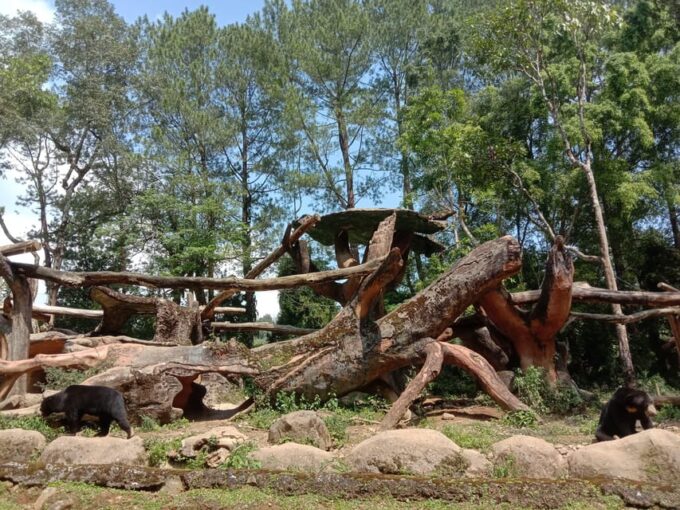 From Jakarta Private Taman Safari Day Tour - What to Expect