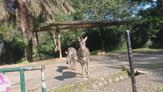 From Jakarta Private Taman Safari Day Tour - Booking and Reservation
