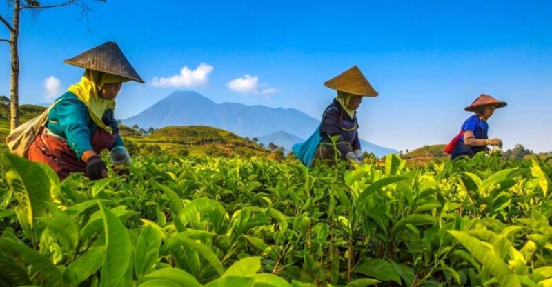 From Jakarta: Safari Park, Tea Plantation & Jaksa Waterfall - Key Points