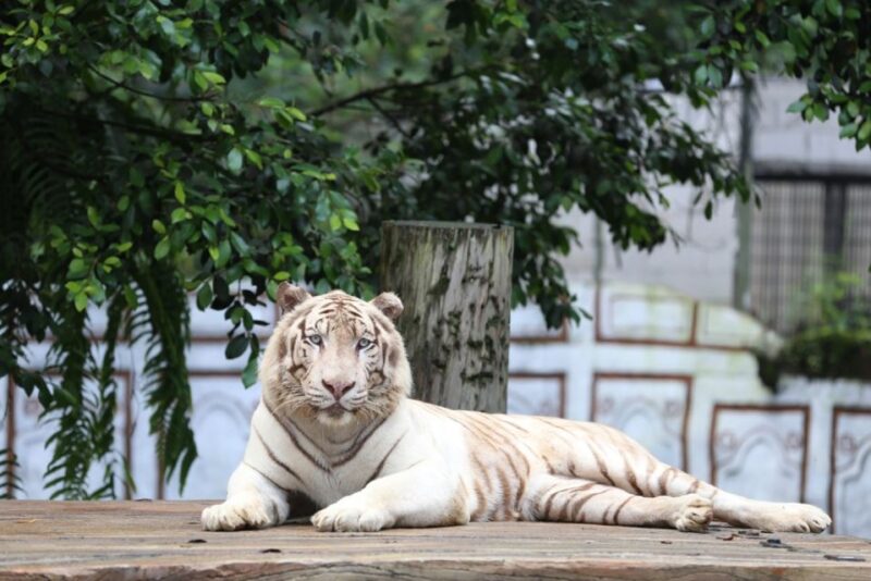 From Jakarta: Safari Park, Tea Plantation & Jaksa Waterfall - Itinerary Highlights