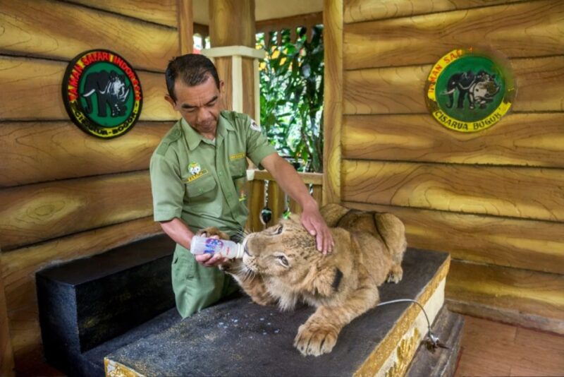 From Jakarta: Safari Park, Tea Plantation & Jaksa Waterfall - Included Services