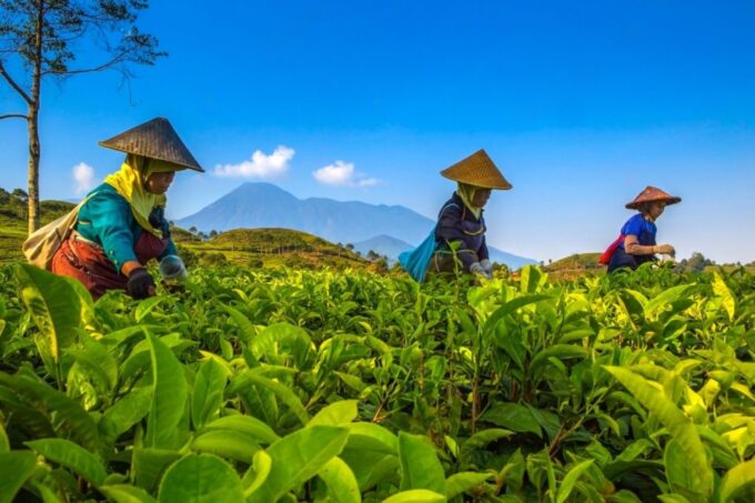 From Jakarta: Safari Park, Tea Plantation & Jaksa Waterfall - Puncak Tea Experience