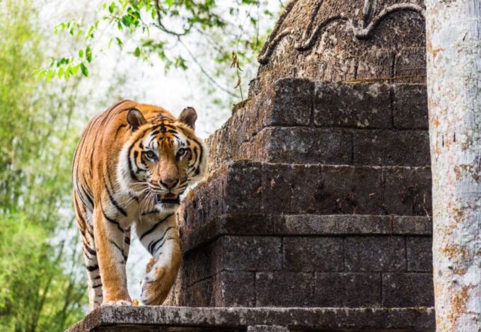 From Jakarta: Safari Park, Tea Plantation & Jaksa Waterfall - Frequently Asked Questions