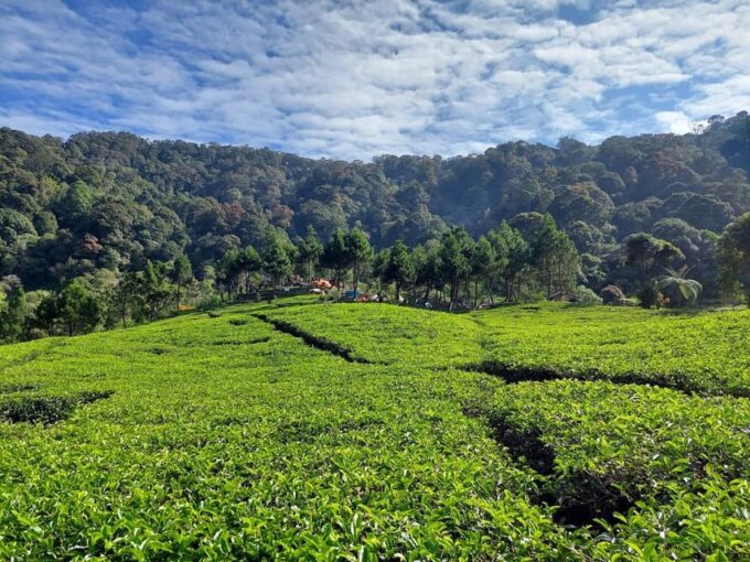 From Jakarta: White Crater, Pinisi Lake, Tea Plantation - Flexible Booking and Cancellation