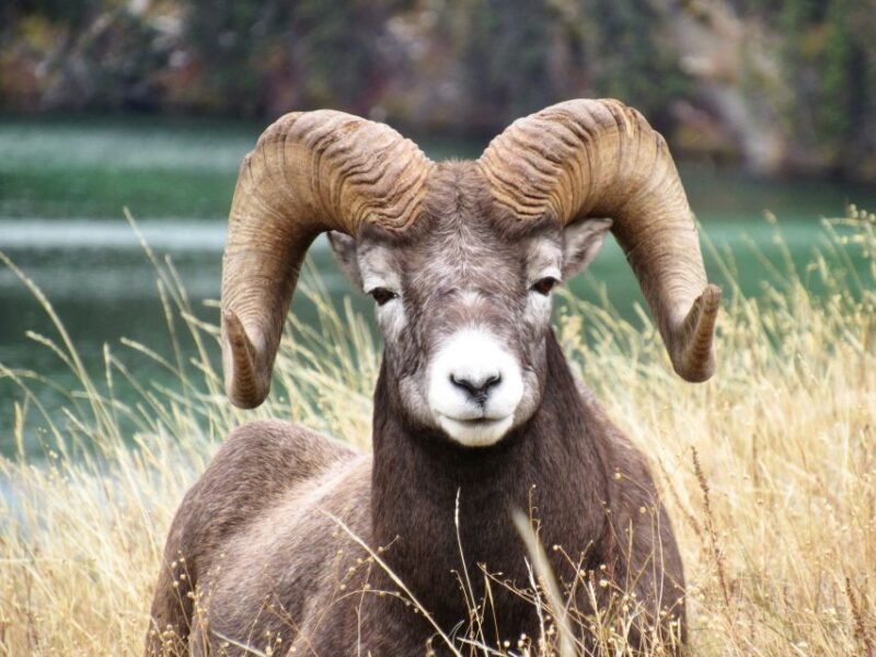 From Jasper: Jasper National Park Wildlife Discovery Tour - Customer Reviews