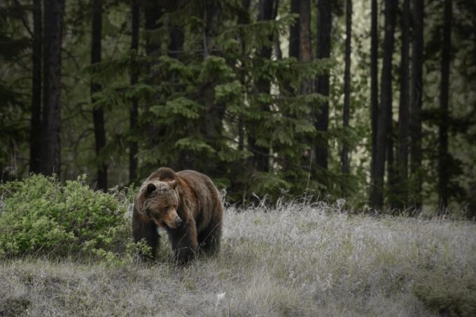 From Jasper: Jasper National Park Wildlife Discovery Tour - Scenic Landscapes