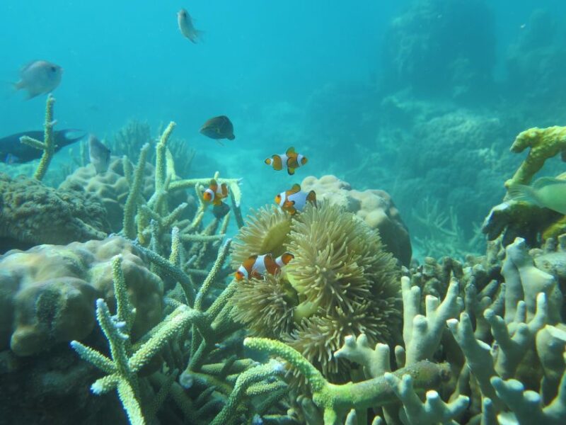 From Jepara: 3-Day Snorkeling Tour in the Karimunjawa Island - Itinerary Highlights - Day 1