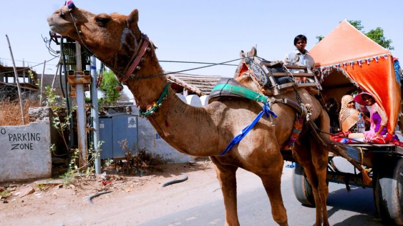 From Jodhpur: Self-Guided Pushkar Day Trip - Getting to Pushkar