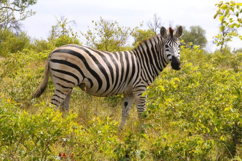 From Johannesburg: 2-Day Safari Into Kruger National Park - Key Points