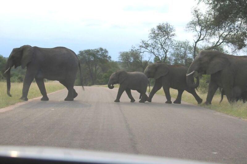 From Johannesburg: 2-Day Safari Into Kruger National Park - Pickup and Drop-off Locations