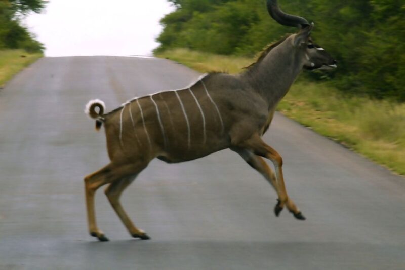From Johannesburg: 2-Day Safari Into Kruger National Park - Evening and Morning Game Drives