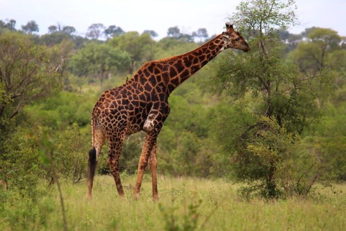 From Johannesburg: 2-Day Safari Into Kruger National Park - Frequently Asked Questions