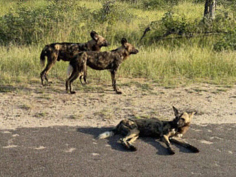 From Johannesburg : 3 Day Kruger National Park BIG 5 Safari - Key Points