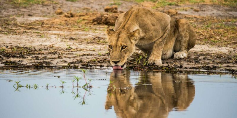 From Johannesburg: 3-Day Kruger National Park Safari - Important Information and Recommendations