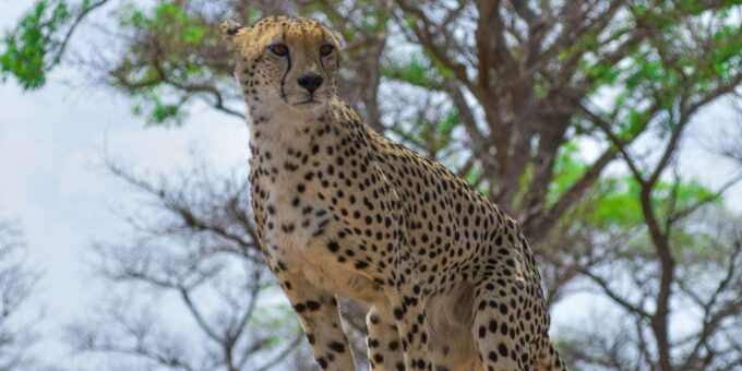 From Johannesburg: 3-Day Kruger National Park Safari - Scenic Attractions
