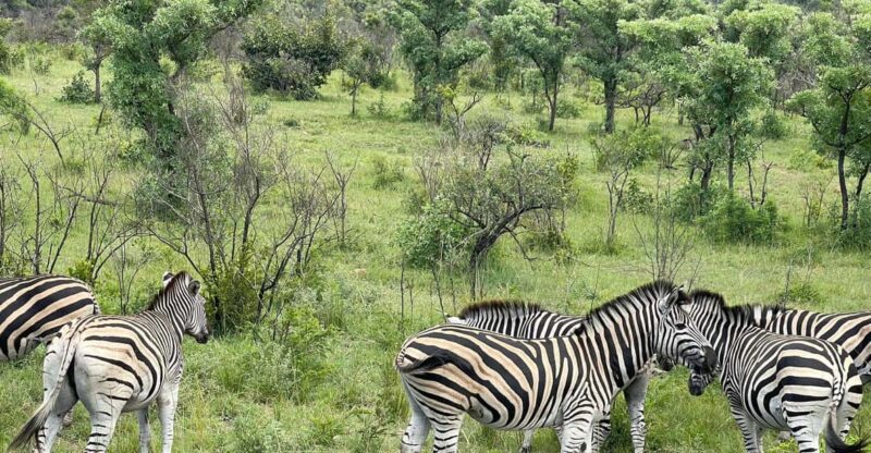 From Johannesburg : 3 Day Kruger Safari and Panorama Tour - Key Points