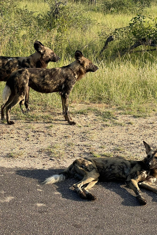 From Johannesburg : 3 Day Kruger Safari and Panorama Tour - Itinerary Highlights