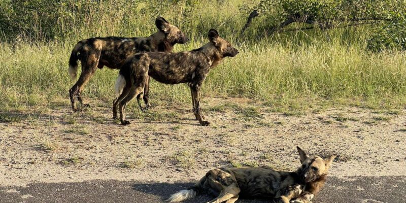 From Johannesburg : 3 Day Kruger Safari and Panorama Tour - Additional Information