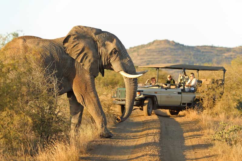 From Johannesburg : 4 Day Madikwe Reserve Luxury Safari - Key Points