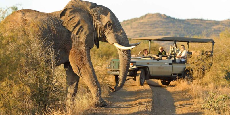 From Johannesburg : 4 Day Madikwe Reserve Luxury Safari - Itinerary Highlights