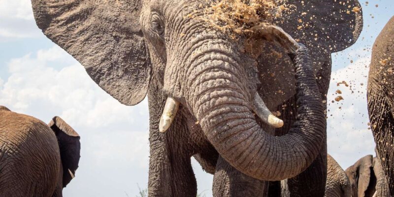 From Johannesburg : 4 Day Madikwe Reserve Luxury Safari - Game Drive Experience