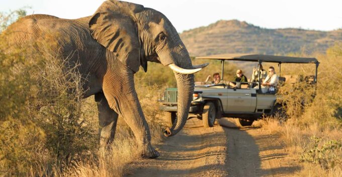 From Johannesburg : 4 Day Madikwe Reserve Luxury Safari - Booking and Cancellation